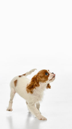 Little King Charles Spaniel looking up with tongue out in playful pose against white studio background.の写真素材