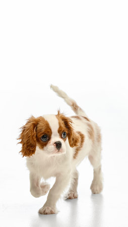 King Charles Spaniel walking with one paw up and direct eye contact against white studio background.の写真素材