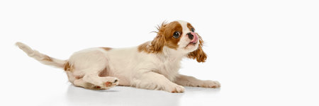 Small little King Charles Spaniel lying on side licking nose and staring upward against white studio background. Copy spaceの写真素材