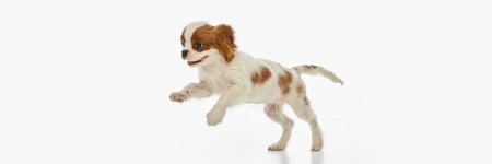 Happy King Charles Spaniel puppy leaping forward with tongue out and ears lifted against white studio backgroundの写真素材