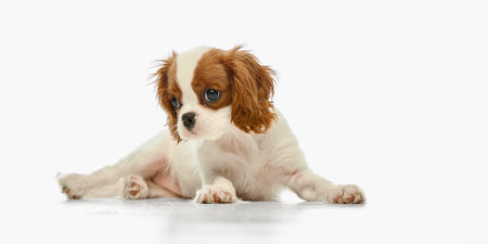 Cute King Charles Spaniel puppy lying half-side with head tilted down and shy look against white studio backgroundの写真素材