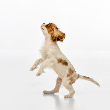 Little King Charles Spaniel balancing on hind legs looking up in active stance against white studio background. Copy spaceの写真素材