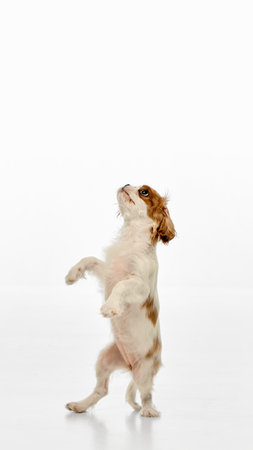 Poster. Small King Charles Spaniel standing upright on hind legs in begging pose against white studio backgroundの写真素材