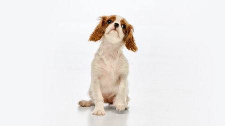 Portrait of cute King Charles Spaniel puppy sitting with soft look and tilted head facing forward against white studio backgroundの写真素材