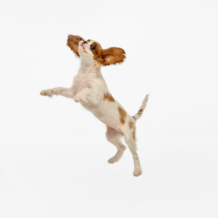 Dynamic photo of Small King Charles Spaniel puppy jumping of joy and happiness against white studio backgroundの写真素材