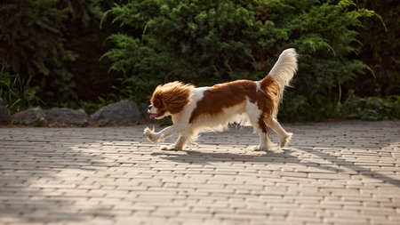 Natural joy. Small dog joyfully running on sunlit cobblestone path in garden setting with lush green bushesの写真素材