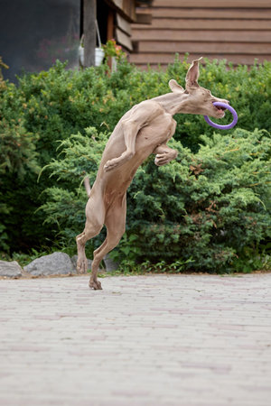 Catch and go. Weimaraner dog joyfully jumping to catch ring toy in garden settingの写真素材