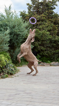 Catch and go. Weimaraner dog jumping to catch purple toy in midair on paved pathwayの写真素材