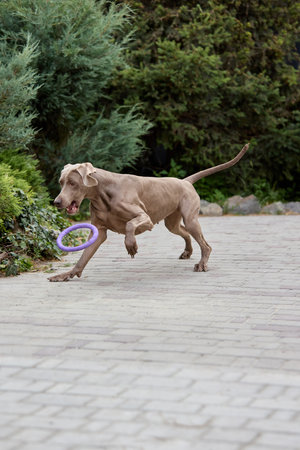 Weimaraner dog joyfully playing with purple toy ring in lush garden settingの写真素材