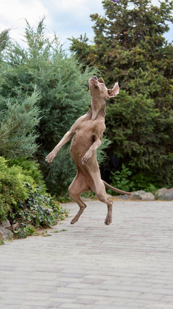 Energetic Weimaraner dog leaping joyfully on paved path surrounded by lush greeneryの写真素材