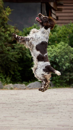 High spirit. Energetic spaniel dog jumping playfully outdoors on wooden patio