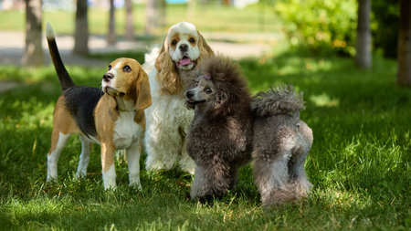 Beagle, cocker spaniel and poodle standing together on grass