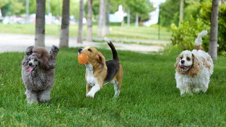 Three dogs running together with joy on green grass