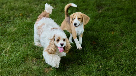 Cocker spaniel and beagle puppy walking on grass with joyful expressionsの写真素材