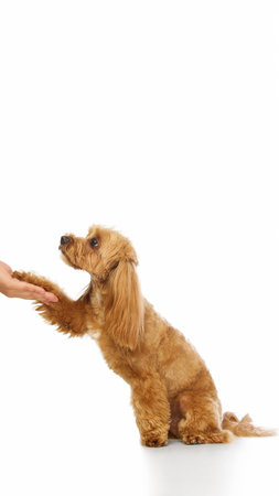 Gentle obedient Maltipoo giving paw to human hand with trustful gazeの写真素材