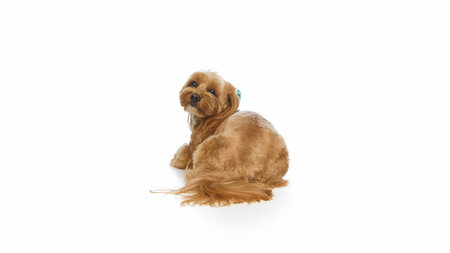 Cute Maltipoo sitting and looking back with soft expression