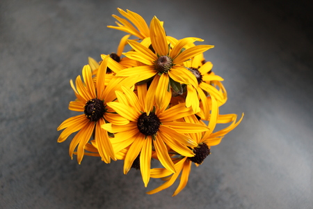 Yellow Flowers