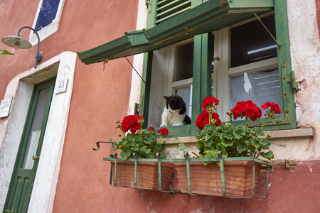 Black And White Cat Sitting On a Green Vintage Shuttered Window Over a Pot Of Geranium Flowerの写真素材