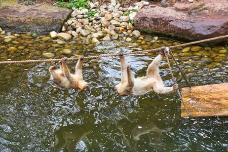 Young Barbary Macaque In Their Winter Fur Play Together On A Ropeの写真素材