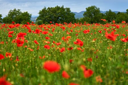 Poppy Field On A Spring Day With Trees And Mountains In The Backgroundの写真素材