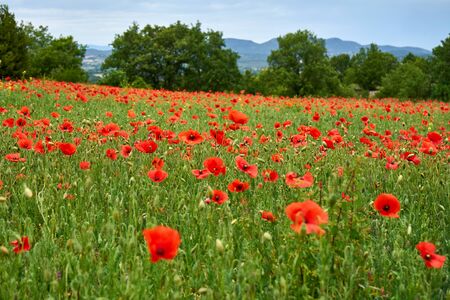 Poppy Field On A Spring Day With Trees And Mountains In The Backgroundの写真素材