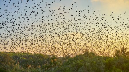 Thousands Of Migrating Birds Flying Together Above A Wetland Area As The Sun Sets.