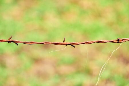 Barbed wire on green meadow background with horsehair