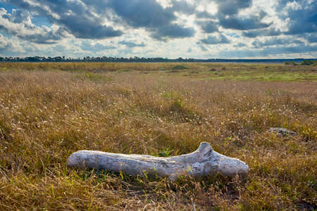 Driftwood in a swamp landscape In The Middle Of Torre Guaceto Natural Reserve Along The Coast Of Apulia Italyの写真素材