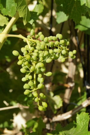 Bunch of unripened green grapes on the vineの写真素材