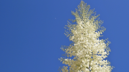 macro detail of flowering yucca plant petals and buds against desert blue skyの写真素材