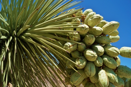 Heavy large bunch of fruit hanging from joshua treeの写真素材