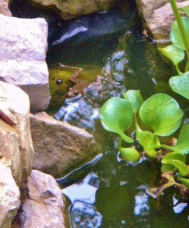 Brown frog floats next to rocks and leaves in garden pond, Tennesseeの写真素材