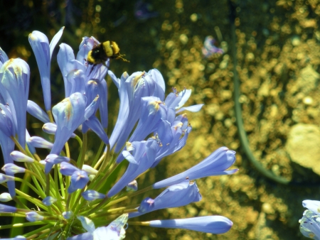 bumble bee hovers over purple flowerの写真素材