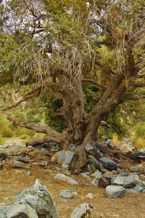 Gnarled growth creates character in old oak tree, Southern Californiaの写真素材