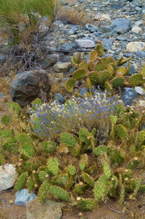 Prickly Pear Cactus Foreground With Purple And White Desert Summer Wildflowersの写真素材