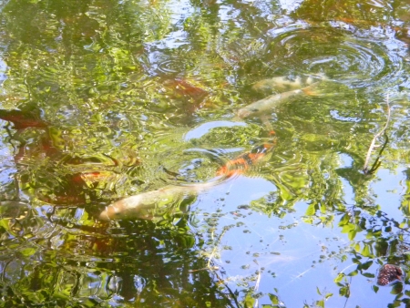 White and orange koi in pond with reflections of sky and trees creating artistic swirl patternsの写真素材