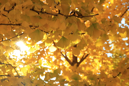 Autumn