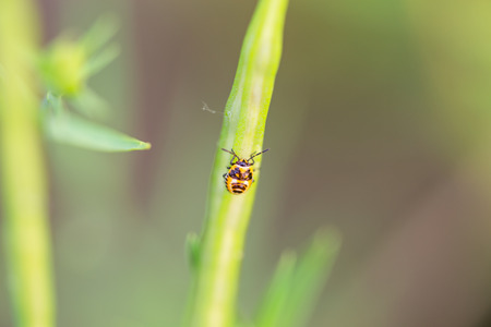 Insectsの写真素材