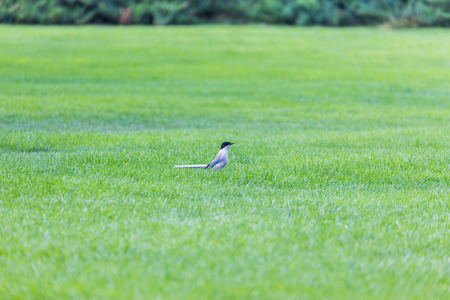 Magpieの写真素材