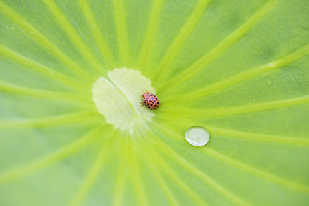 Ladybugの写真素材