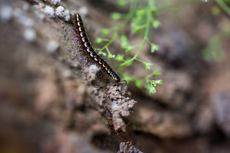 Centipedeの写真素材