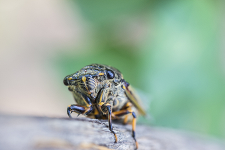 Cicadaの写真素材