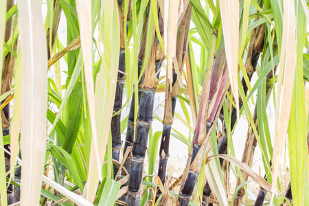 Sugar caneの写真素材