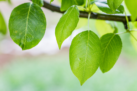 Leafの写真素材