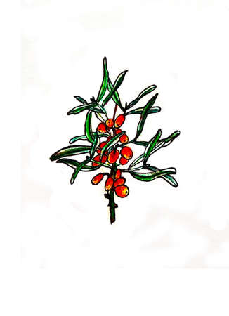 botanical illustration with markers. sea buckthorn plantの写真素材