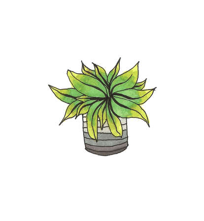 botanical illustration. potted houseplant art paintの写真素材