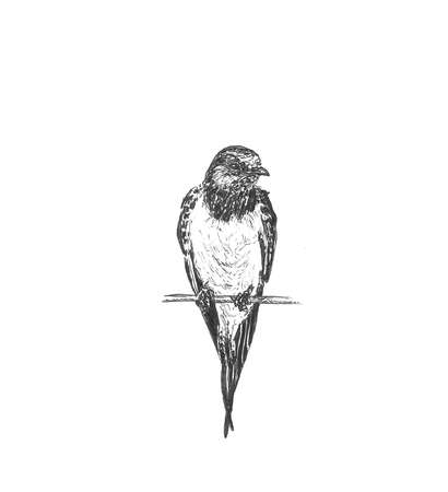 Wire-tailed Swallow old illustration Hirundo smithii. Created by Kretschmer, published on Merveilles de la Nature, Bailliere et fils, Paris, 1878の写真素材