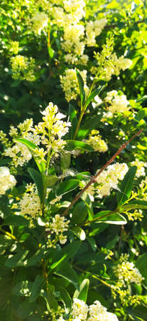 summer photo - Japanese privet, background with flowers art