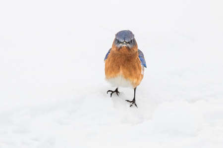 A very grumpy looking male Eastern Bluebird stands in a snow covered lawn.の写真素材
