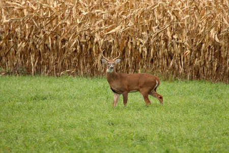 A large Whitetail Buck stands in a hay field next to a field of ripening corn.の写真素材